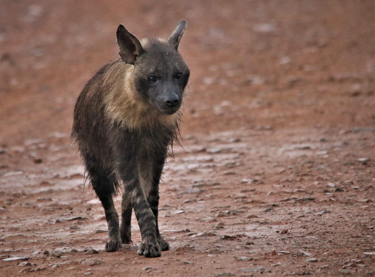 tours in South Africa 