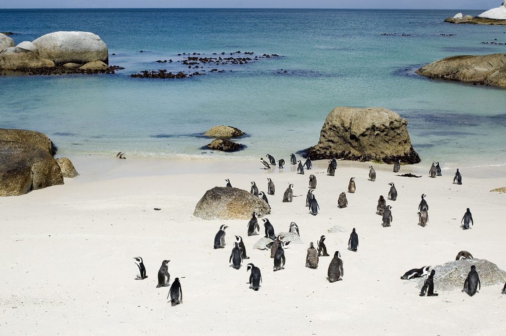 Cape Town Boulders Beach penguins