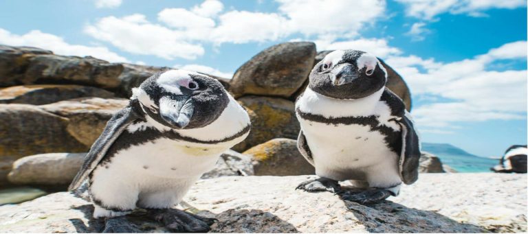 Half Day Cape of Good Hope and Penguins Tour