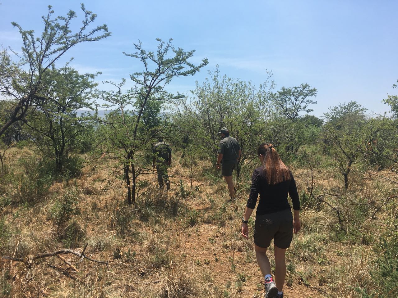 Full Day Magaliesberg Nature Hike and Elephant Interaction