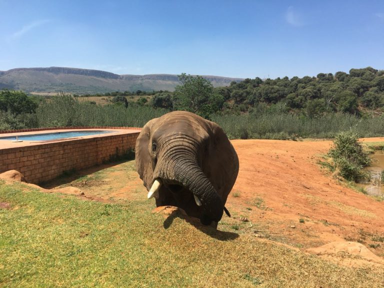 Full Day Magaliesberg Nature Hike and Elephant Interaction