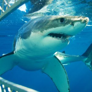 Shark cage diving tour adventure cape town south africa
