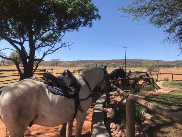 Horse riding safari day tour Johannesburg (4)