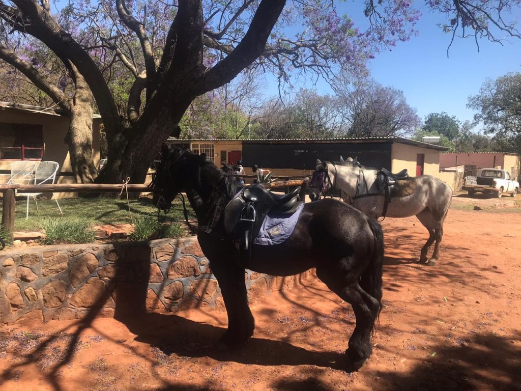Horse riding safari day tour Johannesburg (4)