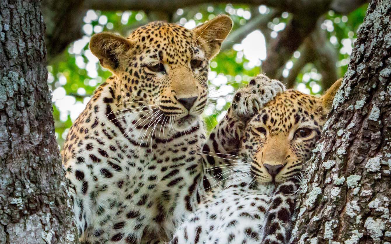Safari in the Kruger national park