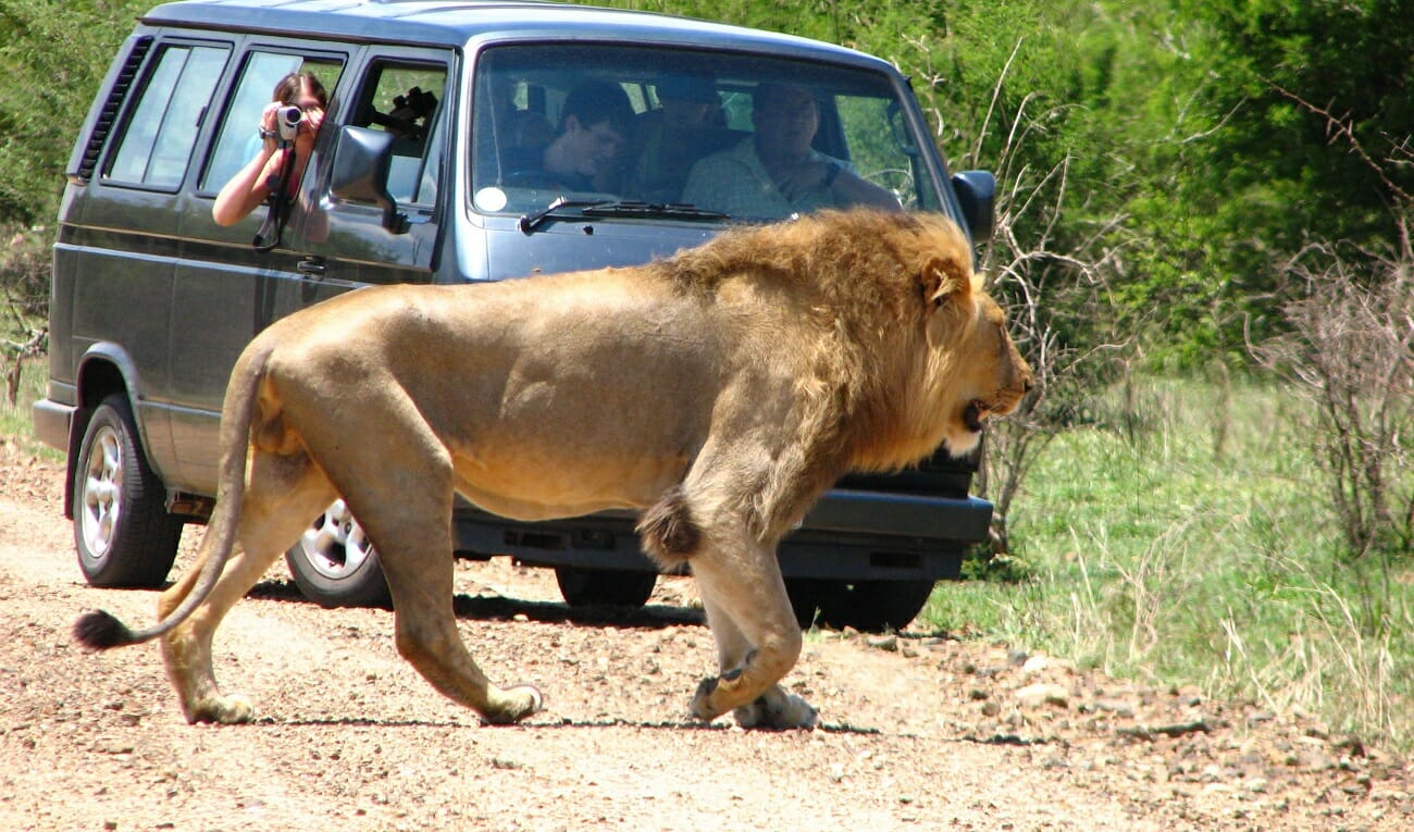 Kruger park Safari