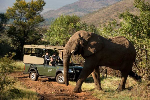 Luxury Pilanesberg Safari