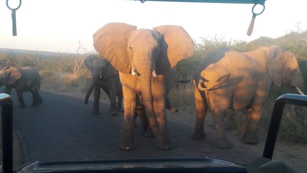 Day tours in Pilanesberg with South Africa Adventures-20