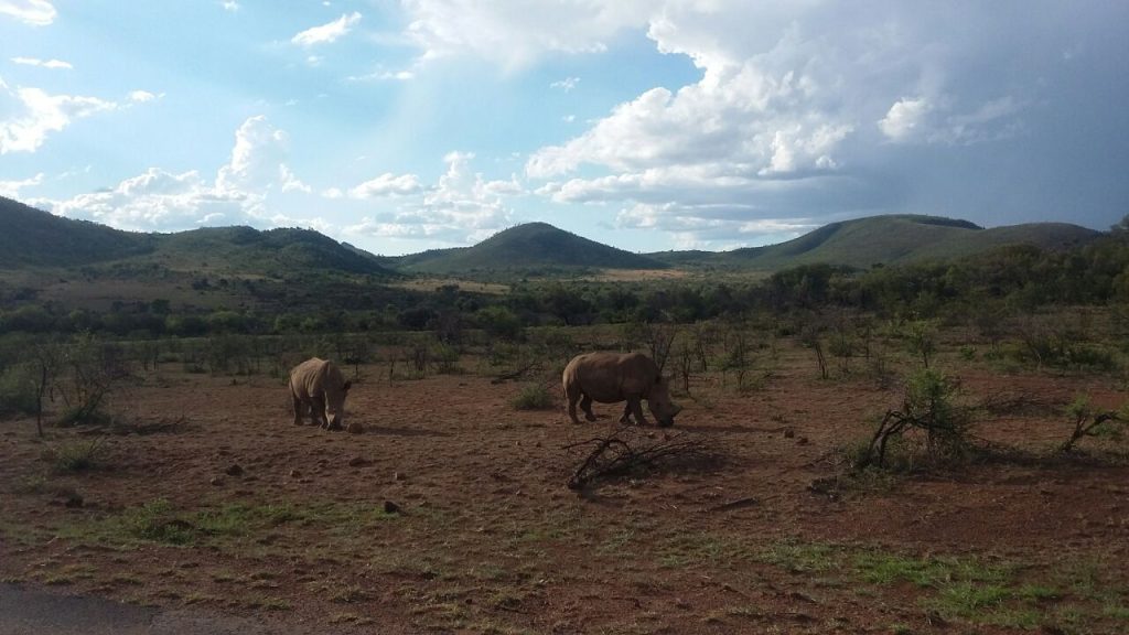 Pilanesberg day tour safari