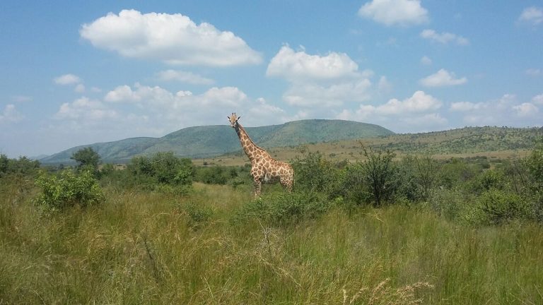 One day safaris from Johannesburg