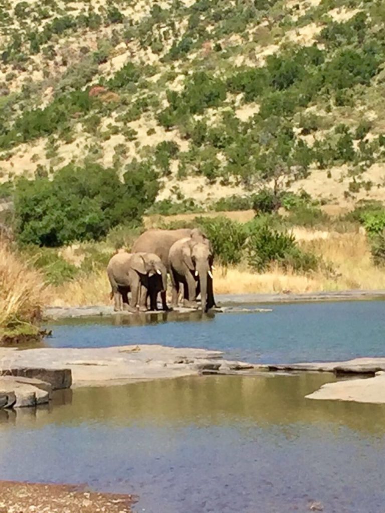 Pilanesberg Tours with South Africa Adventures_1