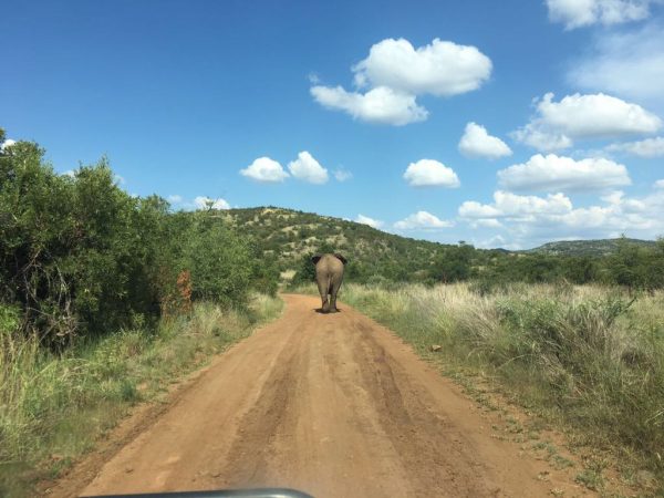 Pilanesberg safari tours_5