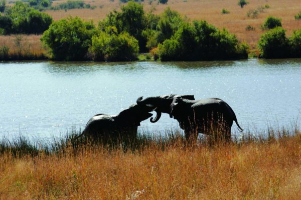 Day tours in Pilanesberg with South Africa Adventures-11