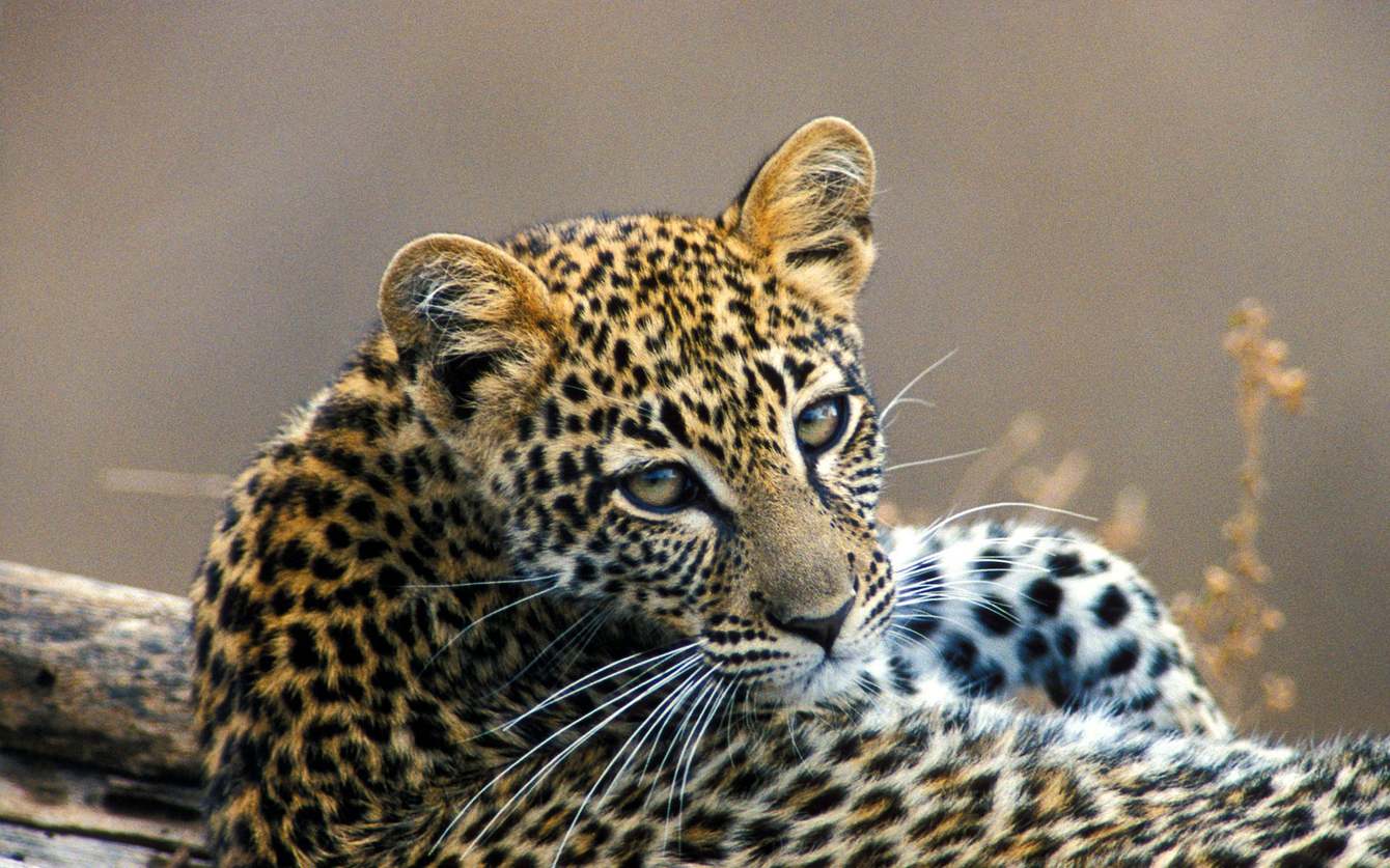 Safaris in South Africa Safari tours and adventures