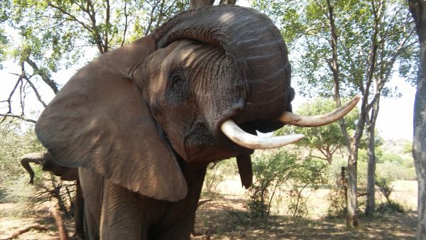Pilanesberg nature reserve elephants