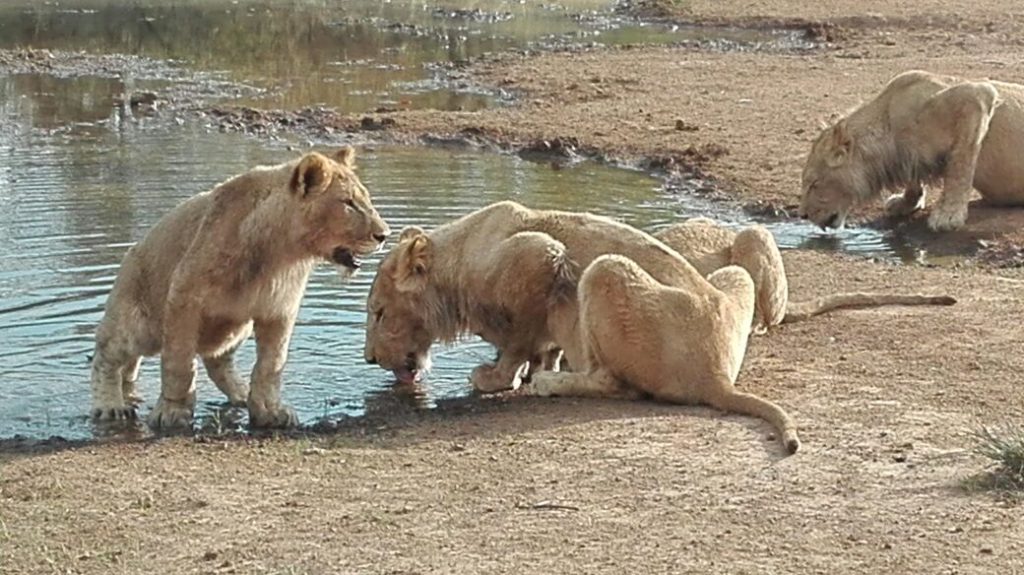 8-Hour-Walking-with-Lions-Experience